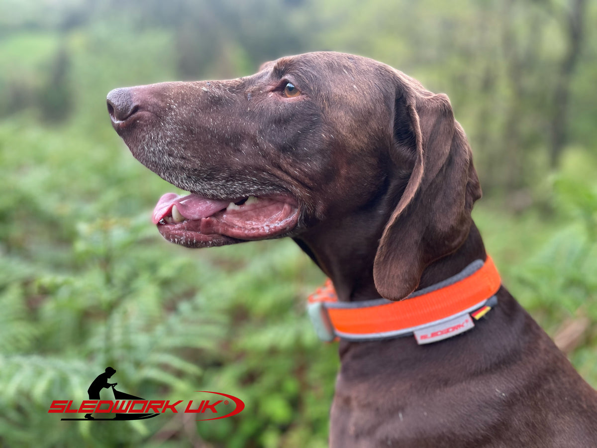 Safety Collar - Active Sport