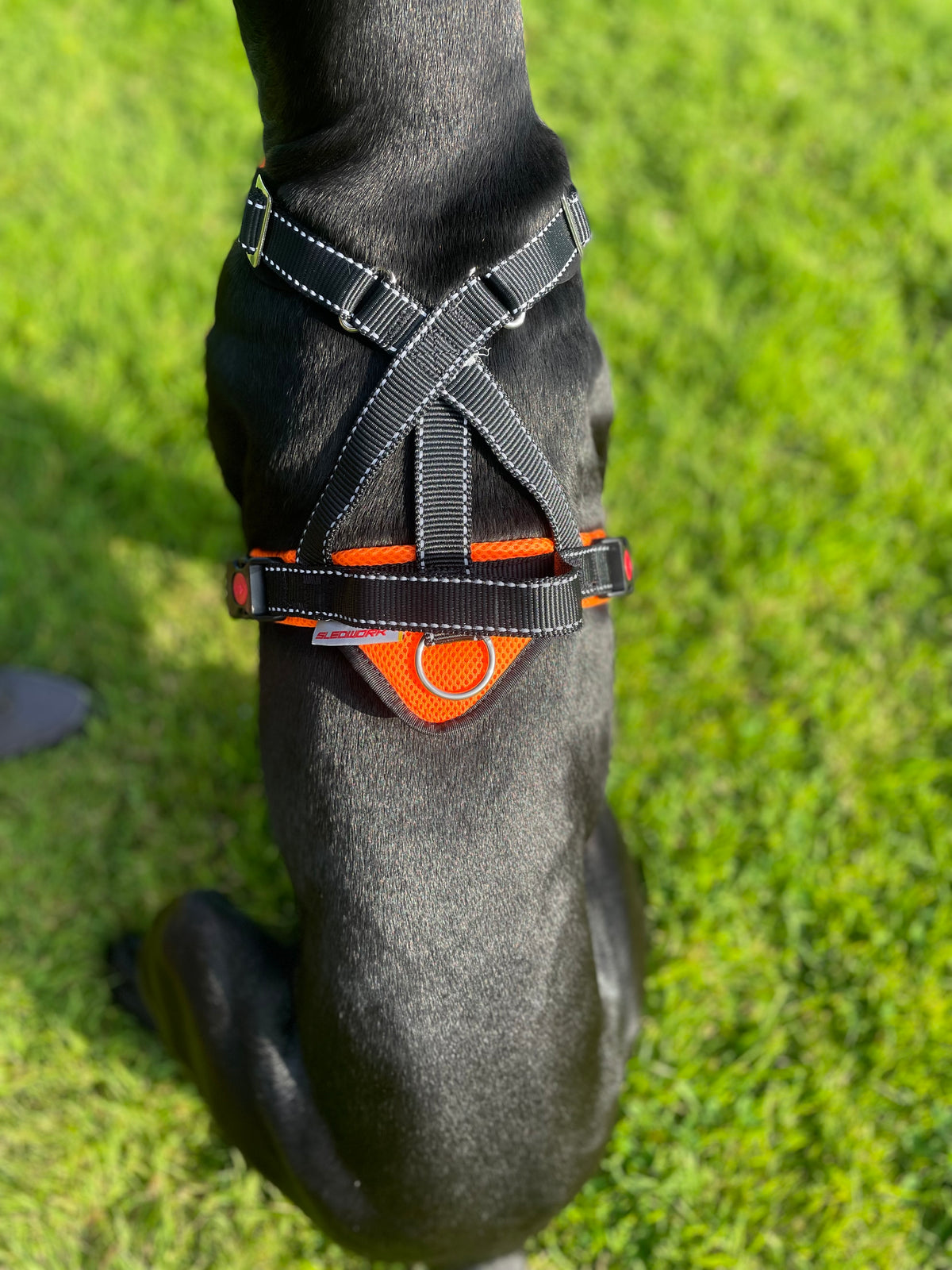 Trekking Harness Pro