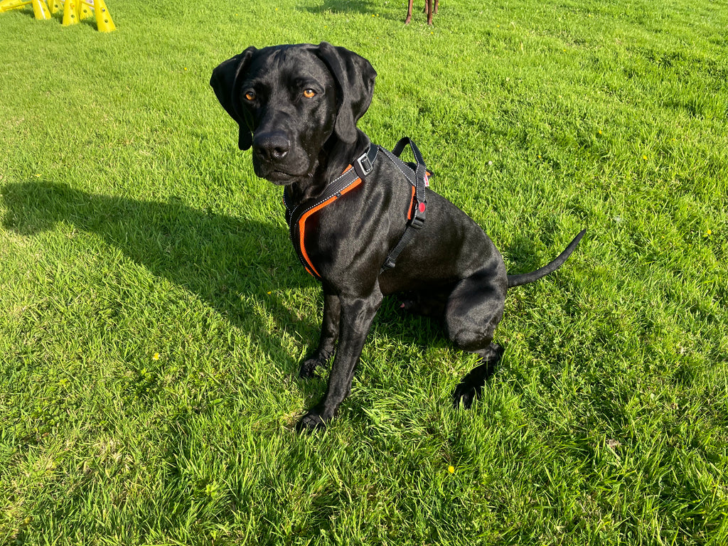 Trekking Harness Pro