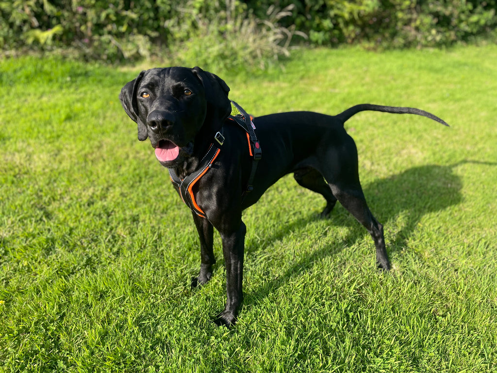 Trekking Harness Pro