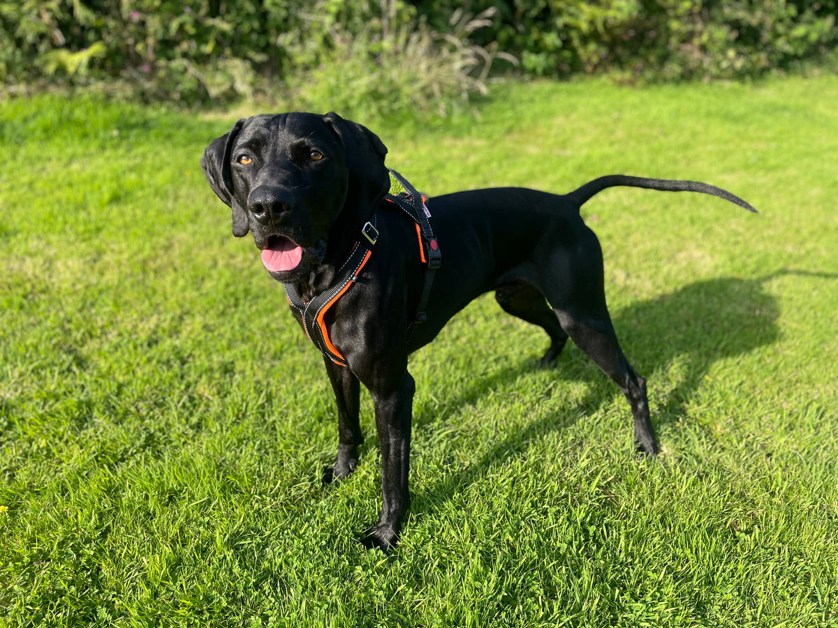 Trekking Harness Pro